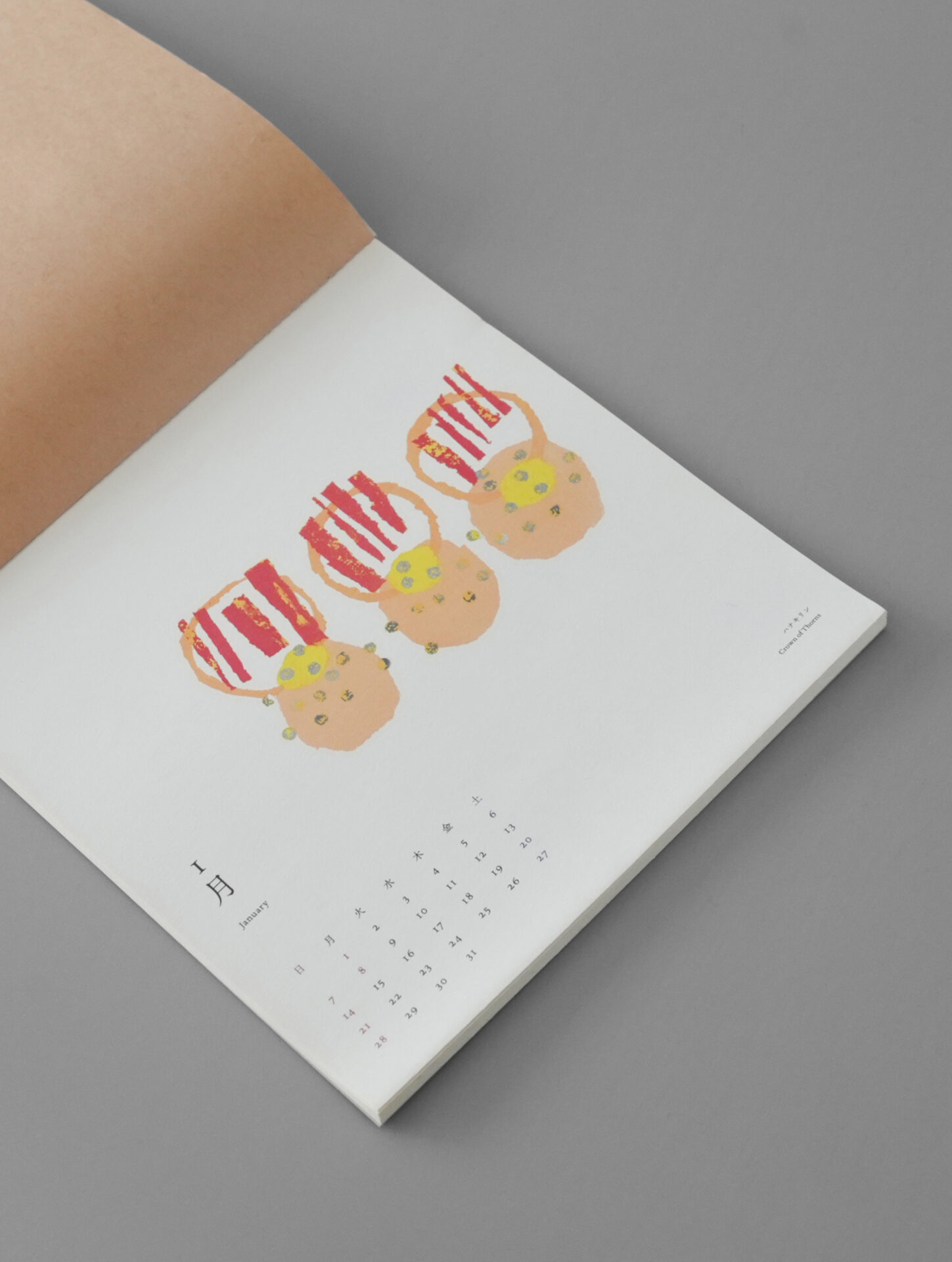 椎木彩子 日本の植物 沖縄